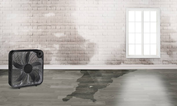 Best Professional water damage repair  in Yeadon, PA